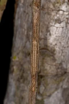 True Katydid nymph Stock Photos