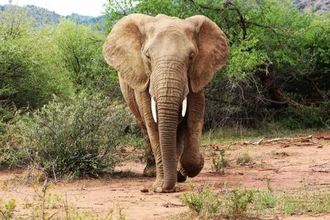 True king Stock Photos