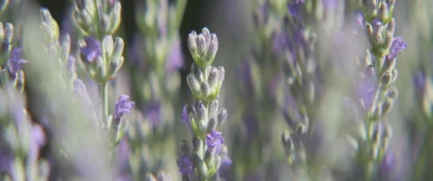 True lavender inflorescence cloe-up scope 5.7K footage Stock Footage 312512944