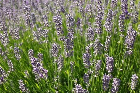 True Lavender or or English lavender (Lavandula angustifolia) Stock Photos