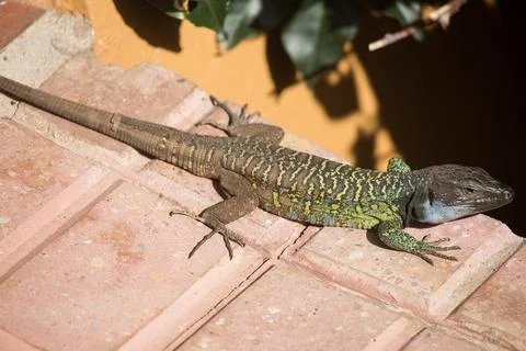 The true lizard or sometimes simply lizard Foto stock