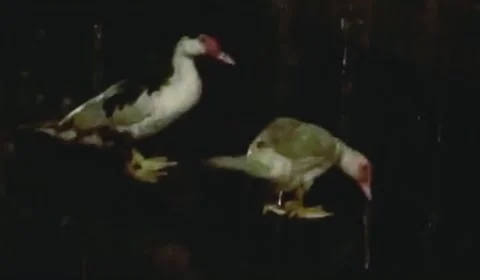 True love in rain Stock Footage 221034553