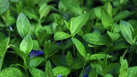 True Myrtle with water drops - common periwinkle (Vinca minor) Stock Footage 155348307