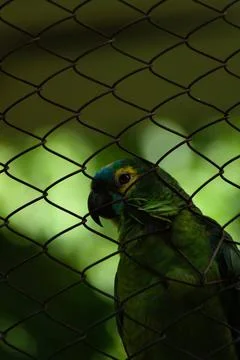 True parrot behind the screen Stock Photos