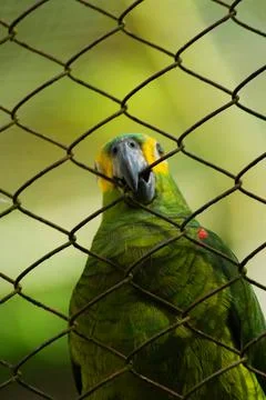 True parrot behind the screen Stock Photos
