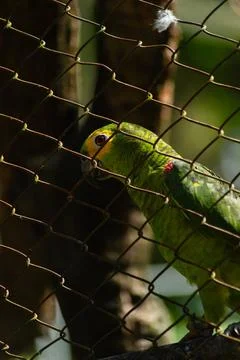 True parrot behind the screen Stock Photos