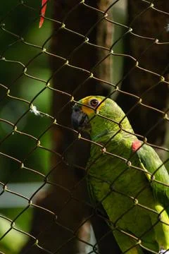 True parrot behind the screen Stock Photos