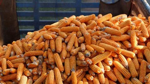 True picture,Large quantities of corn ready to be shipped into silos,corn o.. Stock Photos