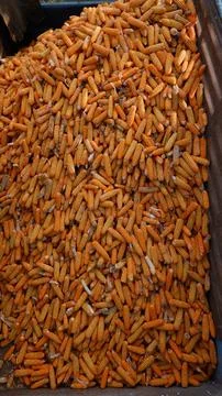 True picture,Large quantities of corn ready to be shipped into silos,corn o.. Stock Photos