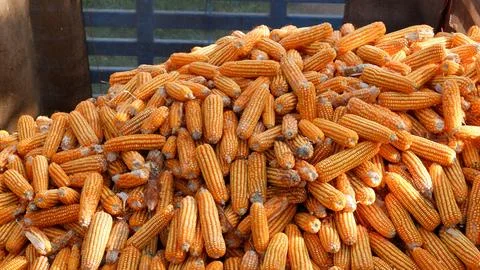 True picture,Large quantities of corn ready to be shipped into silos,corn o.. Stock Photos