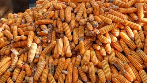 True picture,Large quantities of corn ready to be shipped into silos,corn o.. Stock Photos