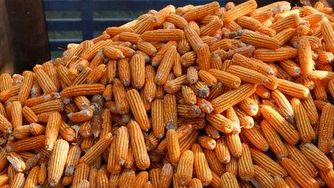 True picture,Large quantities of corn ready to be shipped into silos,corn o.. Stock Photos