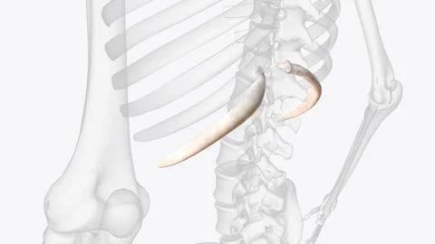 The true ribs include rib pairs 1-7, with each rib articulating posteriorly t Stock Illustration