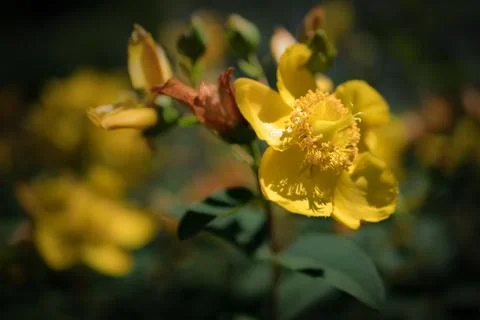 True St. John's wort - Hypericum perforatum Stock Photos
