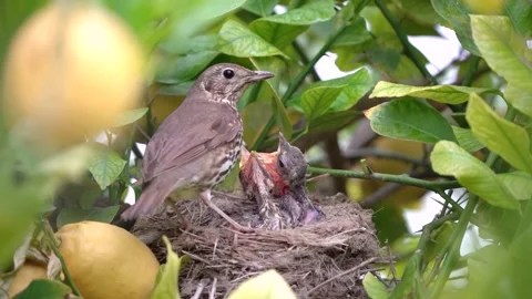 True thrush bird in nest feed babies chicks. Vídeos de archivo 274077820