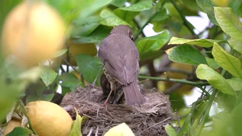 True thrush bird in nest feed babies chicks. 動画素材 274077839