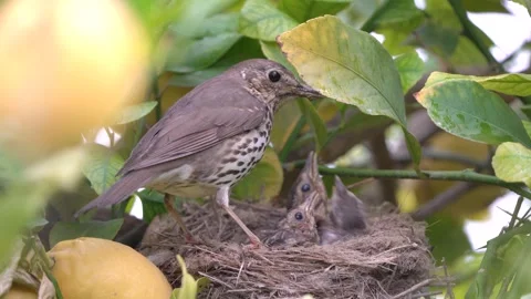 True thrush bird in nest feed babies chicks. 動画素材 274082221