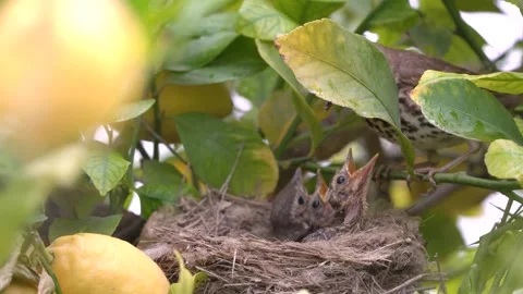 True thrush bird in nest feed babies chicks. 動画素材 274118629