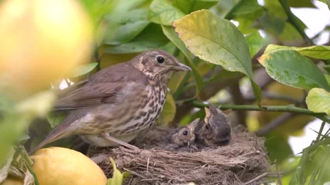 True thrush bird in nest feed babies chicks. 動画素材 274118788