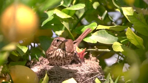 True thrush bird in nest feed babies chicks. Trhushes are medium-sized 動画素材 274144627