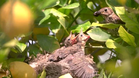 True thrush bird in nest feed babies chicks. Trhushes are medium-sized 動画素材 274144915