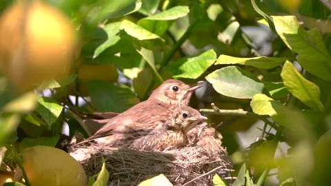 True thrush bird in nest feed babies chicks. Trhushes are medium-sized Video stock 274144917