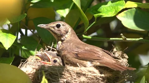 True thrush bird in nest feed babies chicks. Trhushes are medium-sized 動画素材 274144920