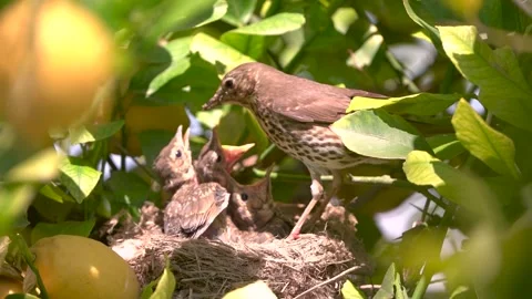 True thrush bird in nest feed babies chicks. Trhushes are medium-sized 動画素材 274144921