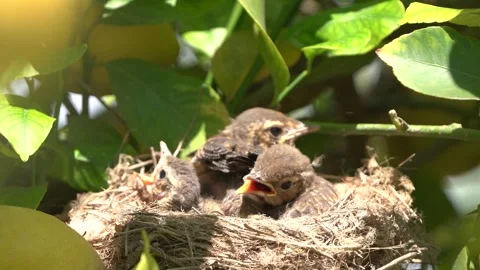 True thrush bird in nest feed babies chicks. Trhushes are medium-sized 動画素材 274145587