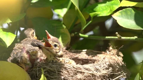 True thrush bird in nest feed babies chicks. Trhushes are medium-sized 動画素材 274145702