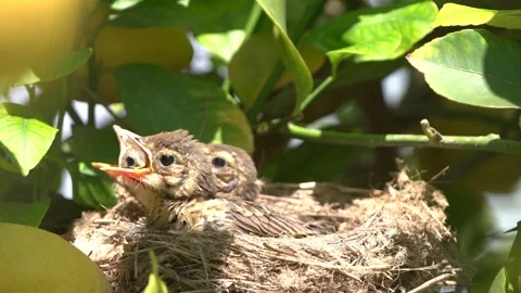 True thrush bird in nest feed babies chicks. Trhushes are medium-sized 動画素材 274145773