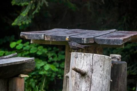 A true thrush bird Stock Photos