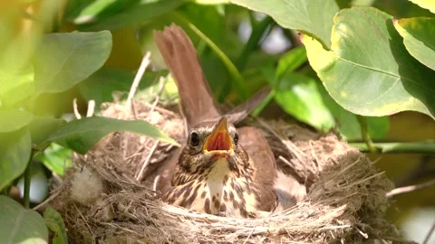 True thrush in nest with eggs feed babyes. Trhushes are medium-sized Vídeos de archivo 273348334