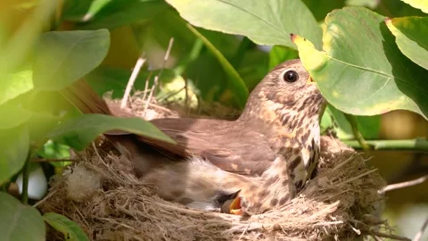 True thrush in nest with eggs feed babyes. Trhushes are medium-sized 動画素材 273349985