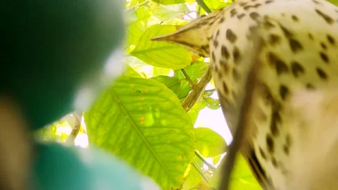 True thrush in nest with eggs feed babyes. Trhushes are medium-sized 動画素材 273350144