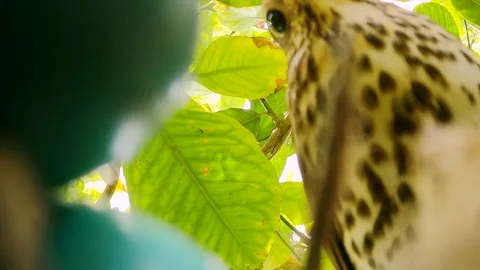 True thrush in nest with eggs feed babyes. Trhushes are medium-sized 動画素材 273350354