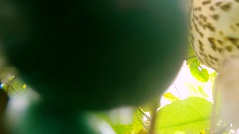 True thrush in nest with eggs feed babyes. Trhushes are medium-sized 動画素材 273350509