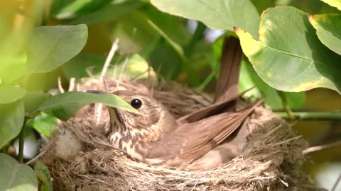 True thrush in nest with eggs feed babyes. Trhushes are medium-sized 動画素材 273351279