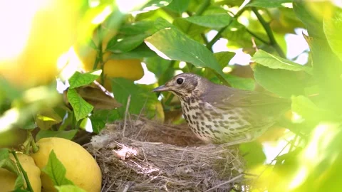 True thrush in nest feed babies Stockbeeldmateriaal 273507879