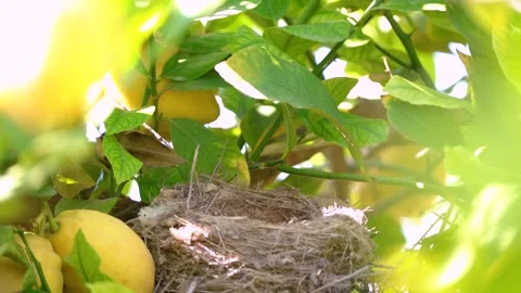 True thrush in nest feed babies 動画素材 273507908