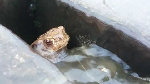 The True Toad. Video stock 75613720