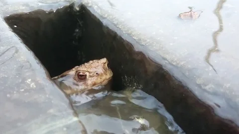 The True Toad. Stock Footage 75613765