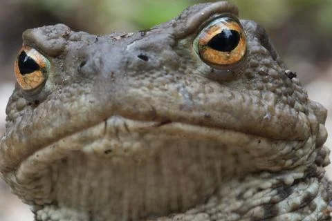 True toad Stock Photos