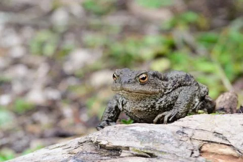 True toad Foto stock