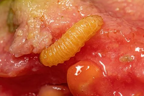 True Weevil Larva Foto stock