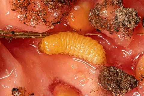 True Weevil Larva Foto stock