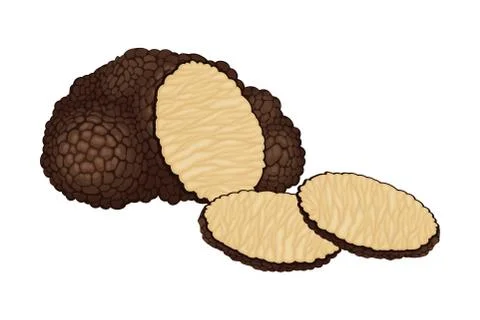 Truffle and Thin Slices as Subterranean Ascomycete Fungus Vector Illustration Illustrazione stock