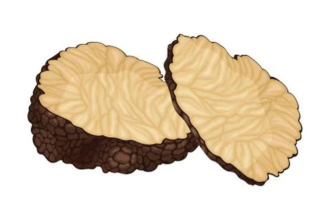 Truffle and Thin Slices as Subterranean Ascomycete Fungus Vector Illustration Illustrazione stock