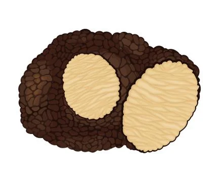 Truffle with Cut Slice Showing White Flesh Vector Illustration Illustrazione stock