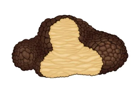 Truffle with Cut Slice Showing White Flesh Vector Illustration Illustrazione stock